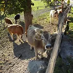 Pernerhof * Aich (Styria)